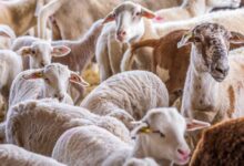 top sheep breeds in india1