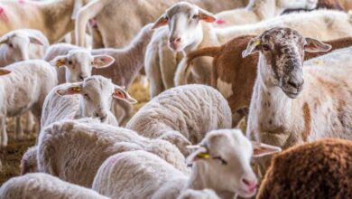 top sheep breeds in india1