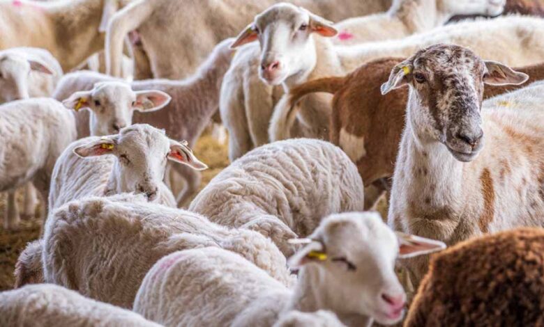 top sheep breeds in india1