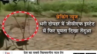 ब्रेकिंग न्यूज - भरी दोपहर में जीसीएफ इस्टेट में फिर घूमता दिखा तेंदुआ 8 02 14