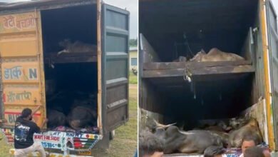 बरगी पुलिस ने पकड़ा मवेशियों से भरा ट्रक 15 02 18