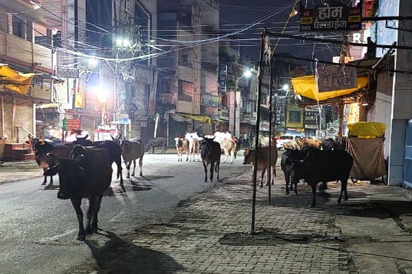 जबलपुर : बड़े फुहारे क्षेत्र में आवारा जानवरों का आतंक, निगम की लापरवाही पर उठे सवाल 1 26