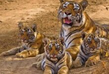 4d3784c8 f006 40ae a2b4 8456b2961a64