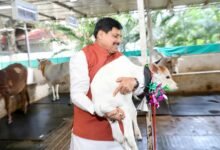 मुख्यमंत्री निवास की गौशाला में जन्मी बछिया, सीएम डॉ. यादव ने रखा नाम 'कमला 11 IMG 20250914 WA0007