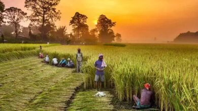 तैयारी : 15 सितंबर से 10 अक्टूबर तक होगा रजिस्ट्रेशनः धान खरीदी के लिए पंजीयन अनिवार्य 7 navbharat times