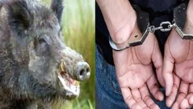 हरगढ़ में करंट से दो जंगली सुअरों का शिकार,अवशेष दफनाए 10 08 7