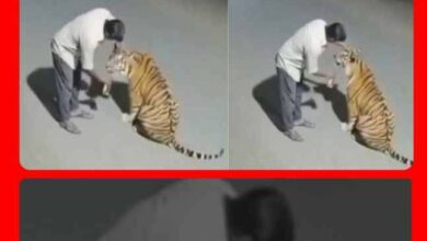 आश्चर्य : बाघ को बिल्ली समझ सिर सहलाया,शराब की ऑफर : पेंच डिप्टी डायरेक्टर ने वायरल वीडियो की सच्चाई पर उठाए सवाल! 10 IMG 212239 291025 1761753172706