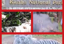 बड़ी खबर : वयस्क बाघ और दो शावकों की मौत... मच गया हड़कंप, आज किया जाएगा नर बाघ का अंतिम संस्कार 11 Screenshot 20251003 083709.Gallery