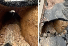 Screenshot 20251004 100633.Dainik Bhaskar