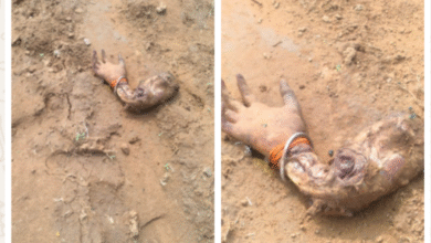 Screenshot 20251028 130415.WhatsApp