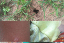 Screenshot 20251031 190927.WhatsApp