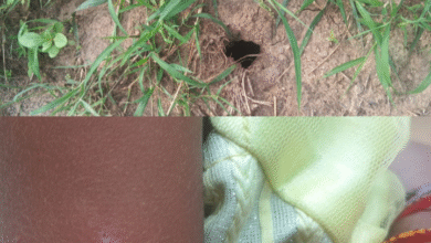 Screenshot 20251031 190927.WhatsApp