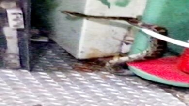 हावड़ा एक्सप्रेस में निकला विशालकाय अजगर, यात्रियों में मचा हड़कंप 11 Untitled 2 copy 13