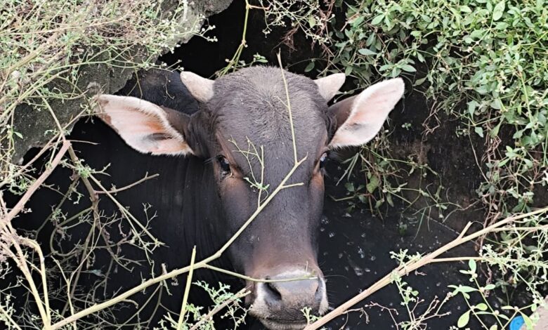 WhatsApp Image 2025 10 29 at 10.29.05 AM 1