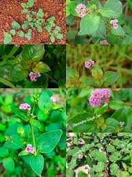 औषधीय गुणों से भरपूर है 'पुनर्नवा', पौधे का हर हिस्सा दिलाता है बीमारियों से निजात 1 download 2025 10 23T144639.119