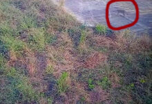 तेंदुआ घुसने की सूचना से डुमना एयरपोर्ट में हड़कंप,वन विभाग बोला तेंदुआ नहीं वन बिलाव है 12 01 7