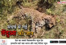 संघर्ष में गई तेंदुआ की जान, पीएम रिपोर्ट से हुआ खुलासा किया गया अंतिम संस्कार 12 02 27