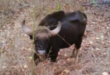 बडी ख़बर: जंगली भैंसों को फिर से बसाने की विस्तृत योजना को हरी झंडी : एनटीसीए ने दी 50 भैंसों को असम से कान्हा लाने की मंजूरी 10 IMG 20251110 WA0447