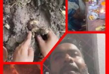 IMG 104703 021125 1762060644947