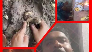 IMG 104703 021125 1762060644947