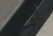 एयरपोर्ट पर सांपों का डेरा; किंग कोबरा जैसे जहरीले नाग से सुरक्षा कर्मियों में दहशत 11 Screenshot 20251111 180633.WhatsApp