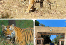 बड़ी खबर : राजस्थान में बाघों की नस्ल मजबूत करने पेंच टाइगर रिजर्व से भेजी जाएगी बाघिन 15 Screenshot 20251126 192006.WhatsApp