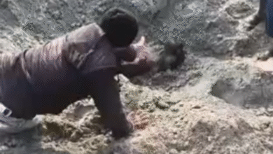 Screenshot 20251130 114651.Dainik Bhaskar