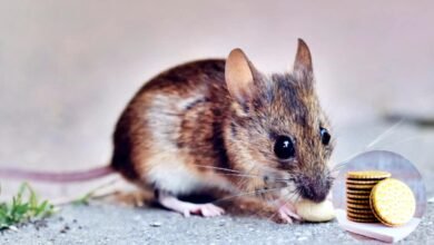 मिल गया आसान तरीका चूहों को घर से भगाने का, जाने कैसे काम करता है यह तरीका 9 Untitled 4 copy 1