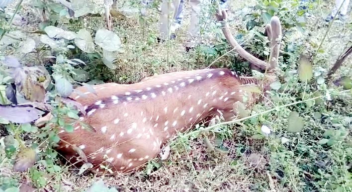 जीसीएफ फैक्ट्री के पास घायल मिला बारहसिंगा, वन विभाग ने शुरू किया रेस्क्यू ऑपरेशन देखें वीडियो 1 Untitled 6 copy 9