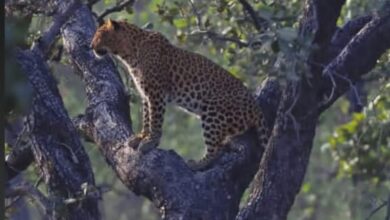 WhatsApp Image 2025 11 11 at 11.03.04 AM