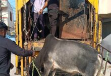 WhatsApp Image 2025 11 17 at 13.22.09