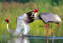 WhatsApp Image 2025 11 19 at 14.42.56