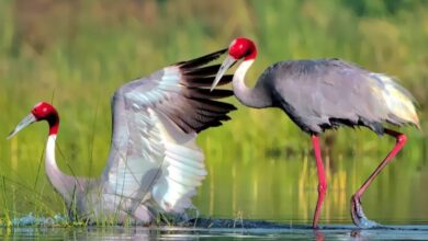 WhatsApp Image 2025 11 19 at 14.42.56