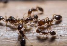 download 2025 11 03T150403.804