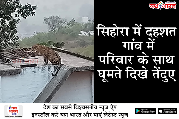 सिहोरा में दहशत: गांव में परिवार के साथ घूमते दिखे तेंदुए, वन विभाग पर निष्क्रियता का आरोप 1 07 6