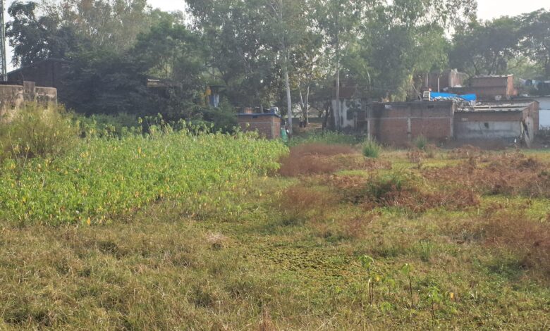 पुरैनी तालाब का अस्तित्व खतरे में,, अतिक्रमण की गिरफ्त में तालाब 1 20251204 150523