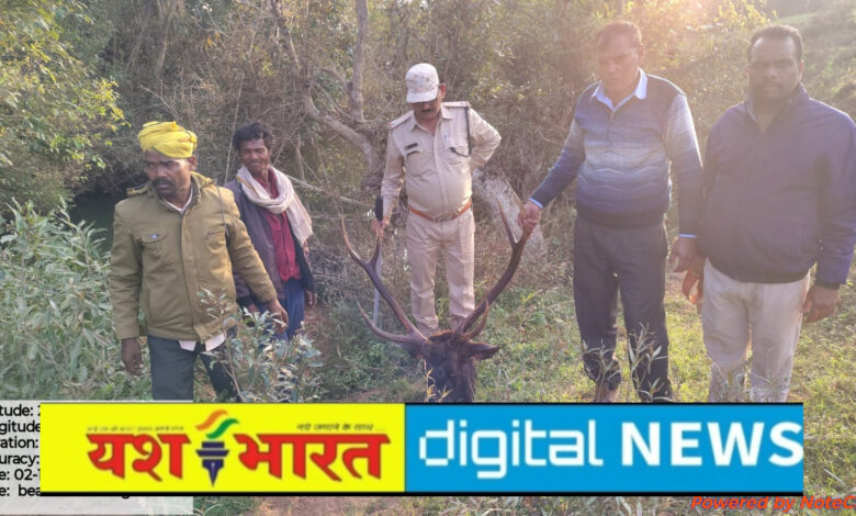 बिजली के तार से कटिया लगाकर सांभर का शिकार, बोरी में 10 किलो कच्चे मांस के साथ आरोपी गिरफ्तार 1 IMG 20251203 141658