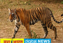 बरही में बाघ का हमला: महिला गंभीर रूप से घायल, कटनी रेफर 11 IMG 20251211 145036