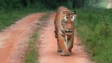 Screenshot 20251202 120246.WhatsApp