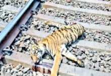 ब्रेकिंग न्यूज़: ट्रेन से टकराकर बाघ की मौत, वन विभाग ने ट्रेन जब्त करने की मांग की 11 Untitled 3 copy 7