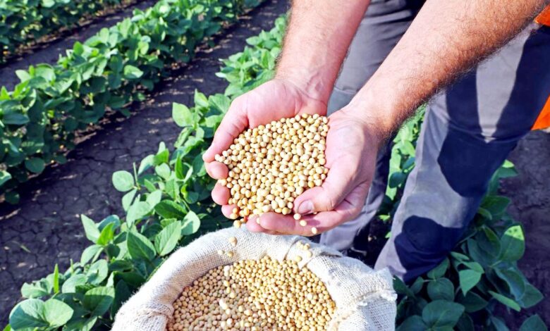 किसानों के लिए अपडेट, 2 दिसंबर का सोयाबीन का मॉडल रेट 4235 रू, एमएसपी है 5328 रूपए 1 Untitled 5 copy 1