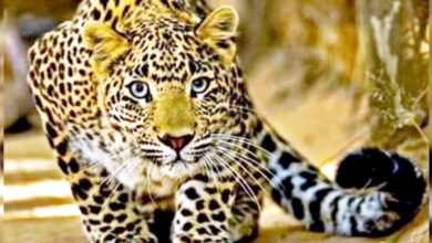 रिहायशी इमारत में घुसा तेंदुआ, 6 लोगों को किया लहूलुहान 9 Untitled 6 copy 9