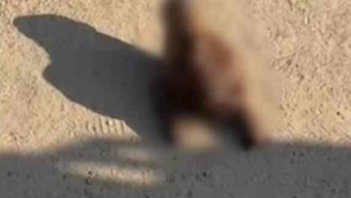 भोपाल में बछड़े का कटा सिर मिलने से सनसनी, भवानी संगठन ने दी बड़े आंदोलन की चेतावनी 7 bachadha