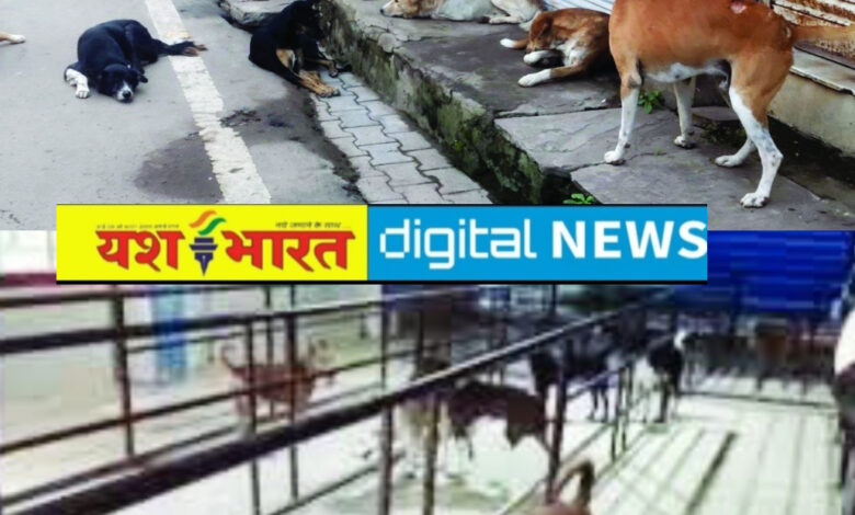 यशभारत खास : ढाई हजार में महज 611 आवारा श्वानों का बधियाकरण, एक माह से गायब ठेकेदार, नगर निगम के स्वास्थ्य विभाग ने जारी किया नोटिस नसबंदी की सुस्त चाल से हर दिन बढ़ रहा खतरा 1 IMG 20260124 151849