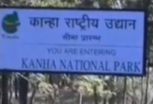 New Year Celebration : पर्यटकों का लागा तांता, कान्हा टाइगर रिजर्व में करीब डेढ़ हजार अभी तक पहुंचे पर्यटक 11 Screenshot 20260101 141430.Gallery