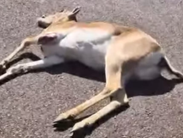 Screenshot 20260116 132823.WhatsApp