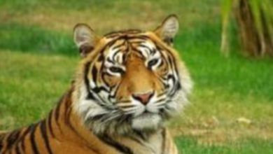 Screenshot 20260121 172613.Gallery