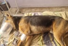 WhatsApp Image 2026 01 29 at 11.54.33