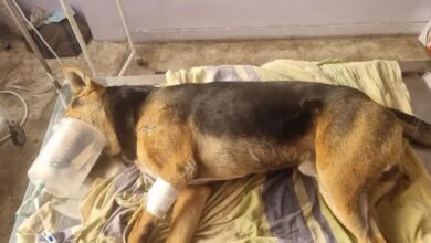 WhatsApp Image 2026 01 29 at 11.54.33