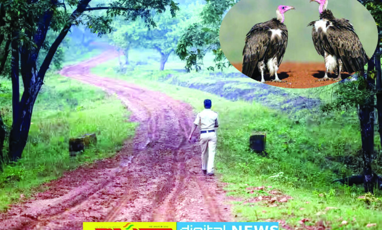 यशभारत खास : कटनी में चार तरह की प्रजातियां, पहली बार मोबाइल एप से होगी गिद्धों की गिनती, चुनिंदा स्थानों पर जाकर वन विभाग के कर्मचारी करेंगे गणना, गिद्धों की फोटो खींचकर करेंगे ऐप में अपलोड 1 01 29